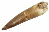 Fossil Plesiosaur (Zarafasaura) Tooth - Morocco #370240-1